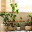 Plantas saudáveis: 4 cuidados que fazem diferença no cultivo