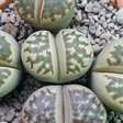 Lithops: a suculenta que parece uma pequena pedra
