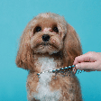 Como tirar nós do pelo do cachorro: veja cuidados para desembaraçar sem causar desconforto ou precisar cortar a pelagem