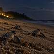 Tartarugas marinhas recém-nascidas usam sinais de luz e do horizonte para encontrar o mar, e iluminação artificial pode desviar a rota
