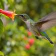 O beija-flor consegue voar para trás porque move as asas de modo incomum entre as aves, mas a manobra custa muita energia