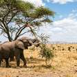 Cientistas mantiveram grandes herbívoros fora de uma savana do Quênia por 18 anos; quando elefantes e girafas voltaram, a cobertura de árvores caiu quase ao nível inicial