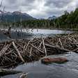 Em 1946, a Argentina libertou 20 castores para criar uma indústria: 80 anos depois, mais de 200.000 barragens transformaram a Terra do Fogo