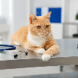 Muito além das bolas de pelo: o que você precisa saber sobre diarreia e vômitos crônicos em gatos