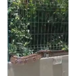 Jiboia com cerca de dois metros é encontrada em estacionamento de condomínio no Recife