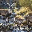 Voluntários são necessários para morar gratuitamente em um abrigo na Serra de Gredos em troca de trabalho de 24 horas semanais cuidando de animais abandonados