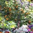 O que plantar em outubro: 5 plantas que vão disparar no calor e nas chuvas da primavera