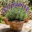 Os especialistas em jardinagem concordam sobre a lavanda: "O sol e um solo com bom drenagem são fundamentais para que cresça saudável"