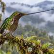 O beija flor bico de espada possui um bico maior que o próprio corpo e depende dele para alcançar flores profundas que poucas aves conseguem explorar, levantando a cabeça para cuidar das próprias penas