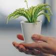 Quais as plantas ideais para ter na cozinha? Conheça algumas