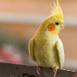 Aurora, Kiwi ou Pipoca? Veja nomes fofos e diferentes para escolher para o seu passarinho