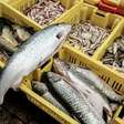 Nem atum, nem salmão: este é um dos peixes mais saudáveis e completos, além de barato