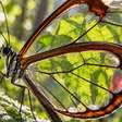 Borboletas de asa de vidro deixam a luz atravessar partes das asas graças a escamas reduzidas e estruturas microscópicas que diminuem reflexos