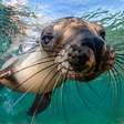 Dia Mundial do Sorriso: fotos mostram os animais mais simpáticos do fundo do mar