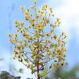 Darwin morreu sem conseguir provar sua teoria: 150 anos depois, a ciência acaba de comprová-la com uma planta carnívora