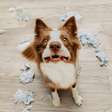 Sonhar com cachorro: o que significa e como interpretar