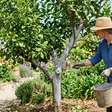 Despejar caldo de cinzas no limoeiro: para que serve e por que os especialistas recomendam fazê-lo especificamente na primavera