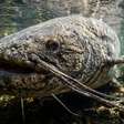 Pescadora fisga peixe-gato-gigante de 2,34 metros e cerca de 90 kg no rio Vístula durante viagem de aniversário e devolve o animal à água