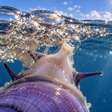 Caracóis violetas constroem jangadas de bolhas para viver na superfície do oceano e ficam pendurados de cabeça para baixo enquanto procuram alimento sem tocar o fundo em nenhuma fase adulta