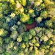 Empresário planta 1 milhão de árvores em fazenda de 9.300 hectares e, 10 anos depois, um animal volta à região
