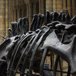 Garras afiadas, dentes minúsculos e mitologia turca: cientistas descobrem novo dinossauro de 125 milhões de anos na China