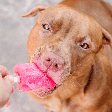 Sorvete para pets: confira como preparar opções seguras para refrescar o seu animal