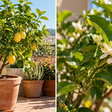 Pé de limão em vaso cresce bem, mas pode produzir pouco se passar o dia inteiro na sombra: por que horas de sol mudam a frutificação