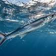 Peixes voadores aceleram debaixo d'água e abrem nadadeiras ampliadas ao romper a superfície, planando dezenas de metros antes de tocar o mar novamente e usando a cauda para ganhar novo impulso quando retornam