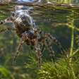 A aranha sino de mergulho carrega ar nos pelos e mantém uma bolha submersa onde descansa, troca gases e até cuida dos ovos, passando quase toda a vida sem voltar à superfície