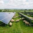 Casal de Vermont começou com 30 ovelhas em 2018; 7 anos depois, já tinha 500 animais cuidando da vegetação em 1.500 acres de usinas solares no Nordeste dos EUA