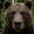 Uma escápula de urso encontrada em 1864 revelou que combates com ursos já existiam na Inglaterra do século 12, cerca de 400 anos antes de Shakespeare