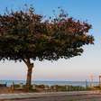 Árvore que passa dos 30 metros atrai borboletas e cria grande área de sombra para jardins com espaço suficiente