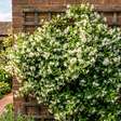 Os especialistas em jardinagem concordam sobre o jasmim: "A luz e a poda são fundamentais para que produza mais flores."