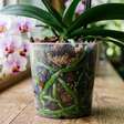 Orquídea com raízes verdes não precisa de água naquele momento: por que a cor muda conforme a umidade ao redor das raízes