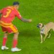 Vídeo: cão invade campo e interrompe jogo da Liga das Nações
