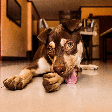 Seu cão não para de lamber as patas? Conheça 5 causas além da "mania"