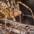 Aranhas cuspideiras lançam uma mistura pegajosa em zigue zague para prender a presa antes de se aproximar, reduzindo o risco do ataque direto e imobilizando pernas e antenas na mesma descarga