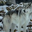 A reintrodução de lobos em Yellowstone causou algo que não era visto há 80 anos: o surgimento de árvores