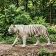 Tigre branco raríssimo de olhos azuis viaja cerca de 550 km e chega pela primeira vez a Uttarakhand