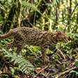 Gato-leopardo raro no Japão apareceu com a cauda pela metade: cientistas investigaram a causa e descartaram cruzamento com gatos domésticos