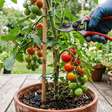 A tarefa de 5 minutos em setembro que ajuda os tomates a amadurecer antes do fim da temporada