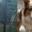 Dona de hotel para pets é filmada agredindo cão e caso vai ao Ministério Público