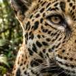 Uma viagem fluvial de 150 quilômetros pelo rio Cuiabá ou 230 quilômetros pelo rio Paraguai: o parque pantaneiro ampliado em 2026 para 183.095 hectares onde a visitação ainda exige autorização prévia