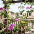 Orquídeas na varanda: cuidados e 9 ideias para um cantinho florido