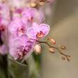 Como cuidar das orquídeas durante todo o ano: o que fazer em cada estação para mantê-las floridas por mais tempo