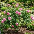 Os especialistas em jardinagem concordam sobre a roseira: "Uma boa circulação de ar ajuda a manter suas folhas saudáveis".