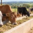 A vaca reconhece companheiras específicas no rebanho e pode preferir passar o tempo perto de algumas delas