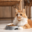 Diabetes em gatos: entenda os sinais de alerta e o papel da nutrição no tratamento