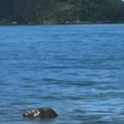 Elefante-marinho volta a chamar a atenção de banhistas em praias do RJ