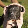 Chuvas intensas demandam mais cuidados com pets no fim de 2026
